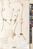 Filed as Pergularia daemia (Forssk.) Chiov. [family APOCYNACEAE]