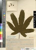 Syntype of Triplochiton nigericum Sprague [family MALVACEAE]