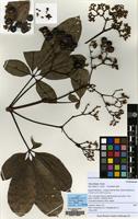 Filed as Vitex doniana Sweet [family LABIATAE]