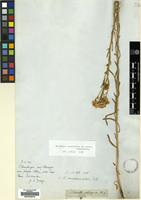 Type of Nidorella solidaginea DC. [family COMPOSITAE]