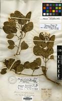 Holotype of Jasminum rotundifolium Balf.f. [family OLEACEAE]