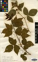 Isolectotype of Rubus trelleckensis Edees & Newton [family ROSACEAE]
