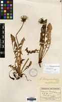 Isolectotype of Taraxacum longisquameum Lindb. f. [family COMPOSITAE]
