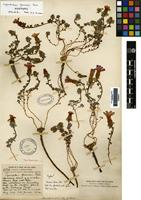 Holotype of Cyananthus formosus Diels [family CAMPANULACEAE]