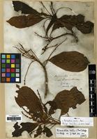 Type of Pentaptera mollis Presl. [family COMBRETACEAE]