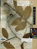 Type of Lagerstroemia reginae Roxb. [family LYTHRACEAE]