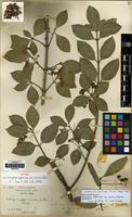 Syntype of Euonymus japonicus L. f. var. acutus Rehder [family CELASTRACEAE]