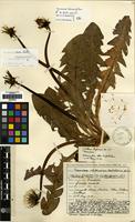 Isolectotype of Taraxacum shetlandicum Dahlst. [family COMPOSITAE]