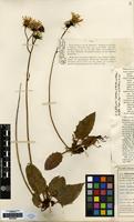 Isotype of Hieracium dasypodum Dahlst. [family COMPOSITAE]