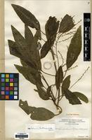 Isoneotype of Charpentiera elliptica (Hillebr.) Heller [family AMARANTHACEAE]