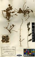 Type? of Derris stuhlmannii Harms [family LEGUMINOSAE]