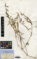 Type of Alternanthera denticulata R.Br. [family AMARANTHACEAE]