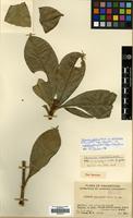 Isotype of Skimmia euphlebia Merr. [family RUTACEAE]