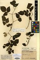 Syntype of Rubus sachalinensis H. Lev. [family ROSACEAE]