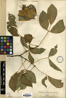 Isotype of Staphylea forrestii Balf. f. [family STAPHYLEACEAE]