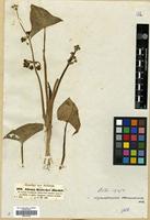 Isotype of Alisma kotschyi Hochst. [family ALISMATACEAE]