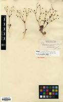 Isotype of Eriogonum angulosum Benth. var. rectipes Gand. [family POLYGONACEAE]