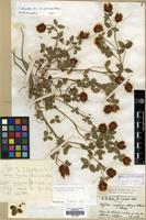 Type of Trifolium fragiferum L. ssp. physodes (Stev.) Gib. & Belli [family LEGUMINOSAE]