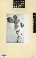 Holotype of Quercus iberica Steven ex M.Bieb. [family FAGACEAE]