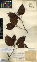 Holotype of Cornus esquirolii H.Lev. [family CORNACEAE]