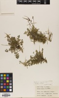 Filed as Erodium acaule (L.) Bech. & Thell. [family GERANIACEAE]