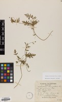 Filed as Erodium laciniatum (Cav.) Willd. [family GERANIACEAE]