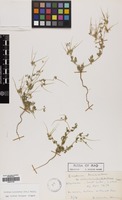 Filed as Erodium laciniatum (Cav.) Willd. [family GERANIACEAE]