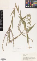 Filed as Lythrum virgatum L. [family LYTHRACEAE]