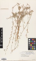 Filed as Astragalus macrobotrys Bunge [family LEGUMINOSAE]