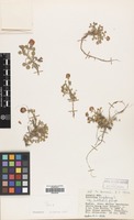 Filed as Trifolium fragiferum L. var. pulchellum Lange [family LEGUMINOSAE]