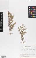 Filed as Tetraena qatarensis (Hadidi) Beier & Thulin [family ZYGOPHYLLACEAE]