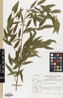 Filed as Danae racemosa (L.) Moench [family RUSCACEAE]