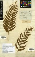 Isolectotype of Lastrea hookeriana C.Presl [family THELYPTERIDACEAE]