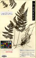 Isotype of Cornopteris tashiroi Tagawa [family WOODSIACEAE]
