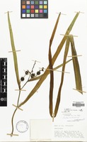 Filed as Sparganium erectum L. [family SPARGANIACEAE]