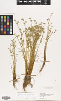 Filed as Juncus hybridus Brot. [family JUNCACEAE]