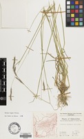 Filed as Hordeum bogdanii Wilensky [family GRAMINEAE]