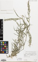 Filed as Dinebra retroflexa (Vahl.) Danz. [family GRAMINEAE]
