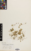 Filed as Saxifraga cymbalaria L. [family SAXIFRAGACEAE]