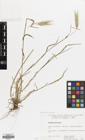 Filed as Hordeum murinum L. [family GRAMINEAE]