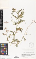 Filed as Vicia hyrcanica Fisch.& C.A.Mey. [family LEGUMINOSAE]