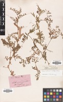 Filed as Vicia sativa L. subsp. sativa [family LEGUMINOSAE]