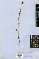 Type of Saxifraga cernua L. var. multiflora Hook. & Arn. [family SAXIFRAGACEAE]