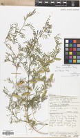 Filed as Vicia monantha Retz. [family LEGUMINOSAE]