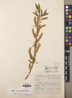 Filed as Salix mucronata Thunb. [family SALICACEAE]