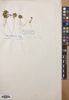 Filed as Iberis acutiloba Bertol. [family CRUCIFERAE]