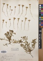 Filed as Iberis acutiloba Bertol. [family CRUCIFERAE]