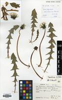 Filed as Taraxacum maculosum A.J.Richards [family COMPOSITAE]