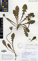 Filed as Taraxacum dahlstedtii H. Lindb. [family COMPOSITAE]
