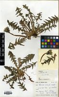 Filed as Taraxacum sellandii Dt. [family COMPOSITAE]